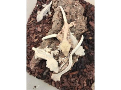 Crested gecko yavruları