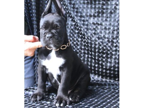Fcı-kıf secereli safkan cane corso yavrular