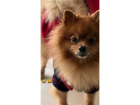 Erkek 2 yaşında 3kg pomeranian