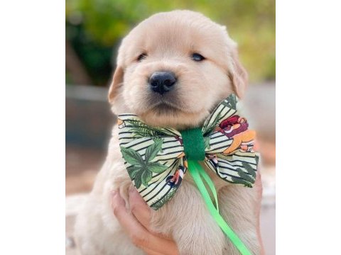 Baby face golden retriever yavrularımız