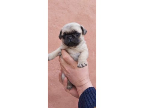 Muhteşem pug mops bebek köpekler