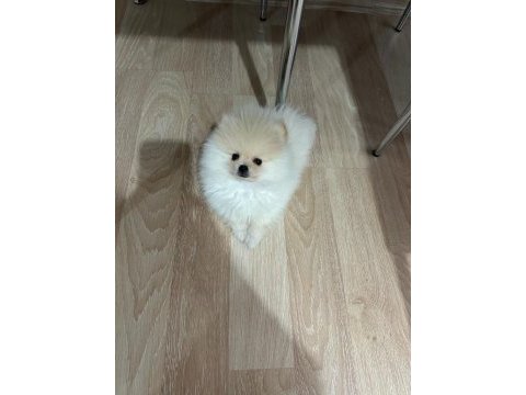 75 günlük erkek pomeranian