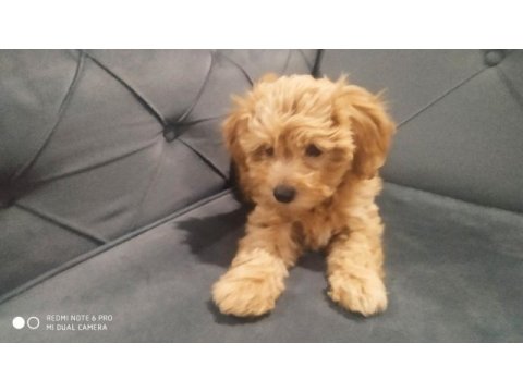 A kalite maltipoo dişi
