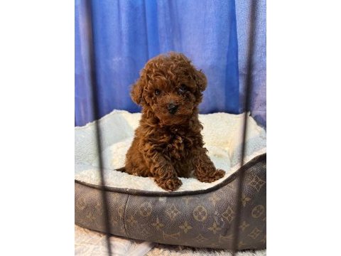 Orjinal izmir de ev üretimi wc eğitimli poodle