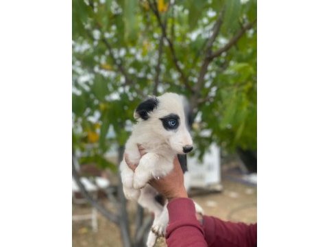 Yasal ruhsatlı çiftlikden border collie yavrular