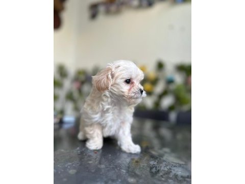 Maltipoo heramıza sıcak bir yuva arıyoruz