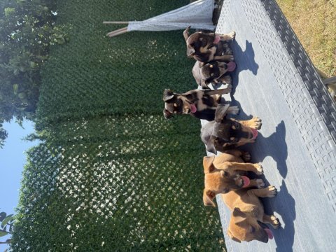 A kalite pinscher yavruları