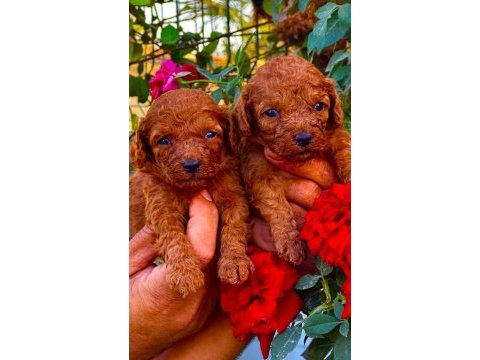 Çok sevimli toy poodle