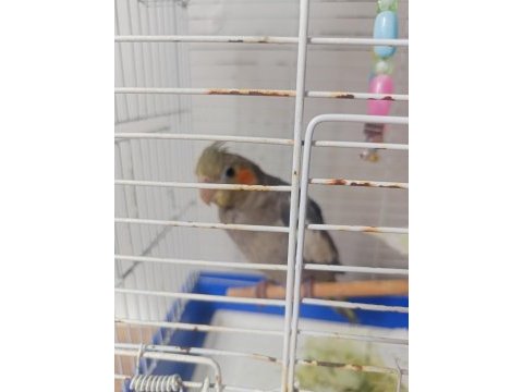 Sultan papağanı erkek 8 aylık