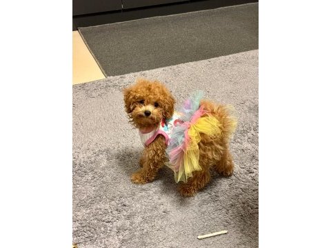 Toy poodle kızımız coffee