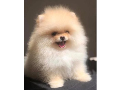 Orjinal pomeranian yavrular