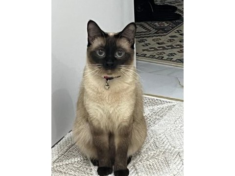 Maya isimli siyam kedisi kızımız