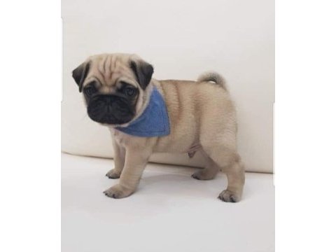 Muhteşem safkan pug yavruları