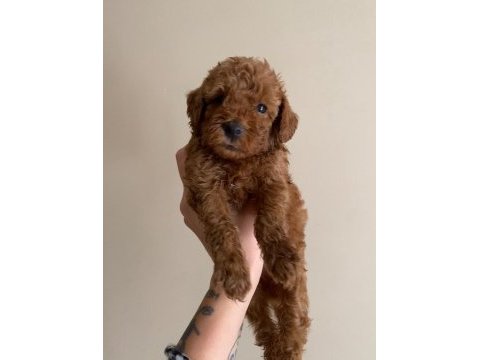 2 aylık safkan toy poodle