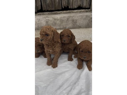 Güzelliğiyle büyüleyen red brown toy poodle