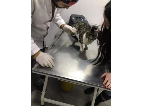 Depremzede kedi
