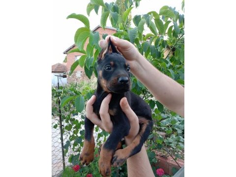 A kalite doberman yavrular