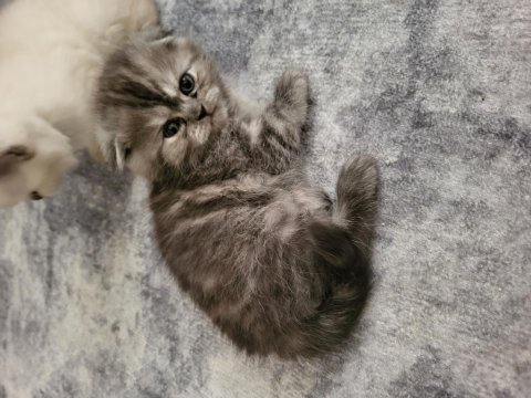 Rezerve british longhair yavrular