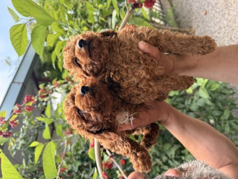 Toy poodle red yavrular