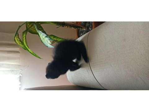 1.5 aylık scottish fold kedisi