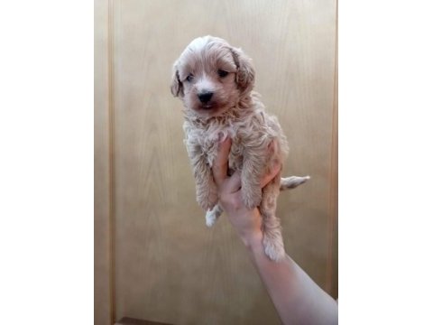 Maltipoo yavrular