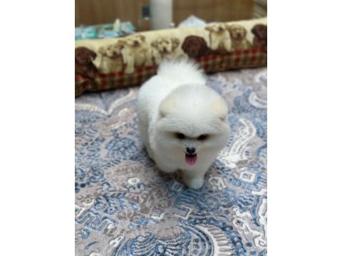Oyuncak teddy pomeranian boo