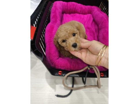 3.5 aylık safkan toy poodle