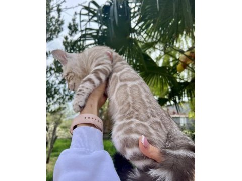 Silver mink erkek bengal kedisi 3 aylık