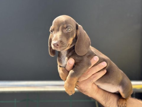 Petmode köpek çiftliğinde ziyarete açık mini dachshund