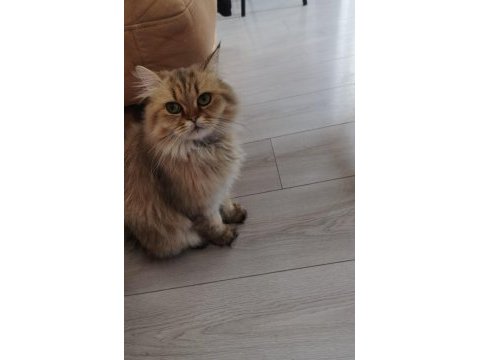 British longhair kedim 1 yaşında