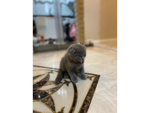 Scottish fold kedimizi sahiplendiriyoruz.