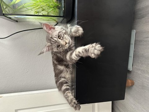 Maine coon yavru