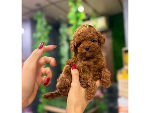 Müthiş güzellikte poodle yavrum