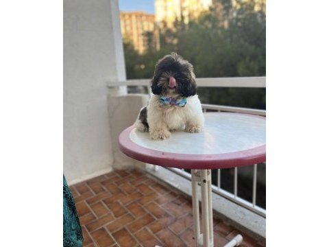 Shih-tzu bebeklerimiz yeni evlerini arıyor (2 adet erkek)