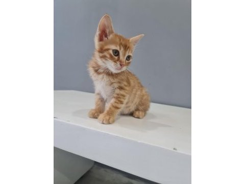 3 tane nur yüzlü tekir yavrularımız