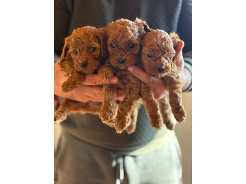 Kore red poodle bebekler haftaya hazır