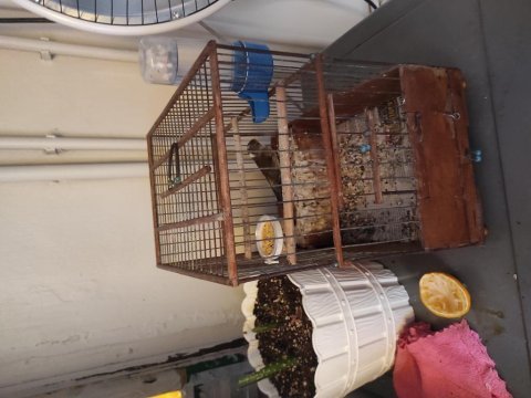 Melez kanarya her hangi bir sağlık sorunu yok