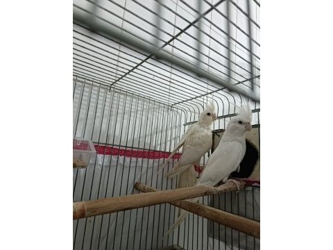 Albino takım sultan papağanı erkeği konuşur