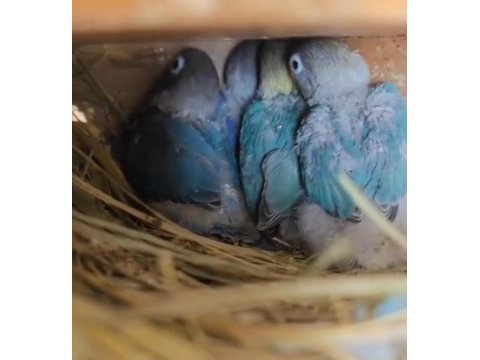Cennet papağanı blue personat yavruları