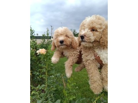 Irk garantili maltipoo yavrular