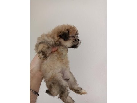 Morkie yavrumuz 1,5 aylık