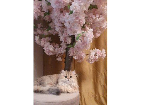 Blh ny11 güzellik yarışmasına hazır british longhair kızımız