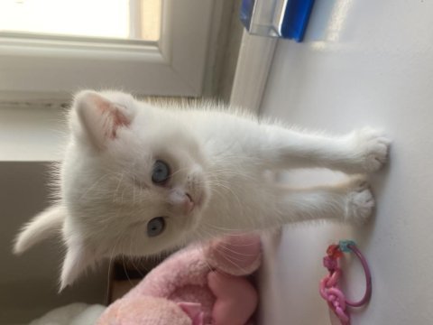 Safkan british shorthair