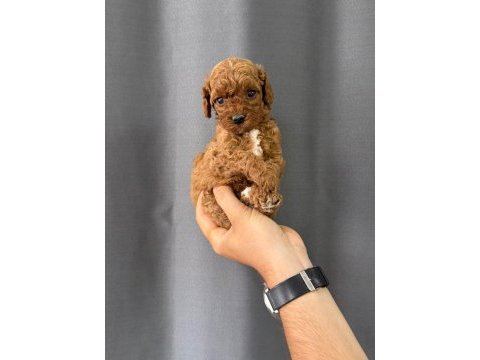 Toy poodle yavrularımız