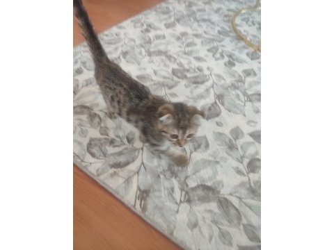Scottish fold 2 aylık dişi kısır değil