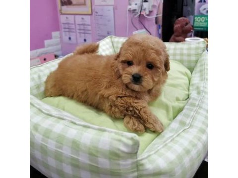 F2 maltipoo yavruları