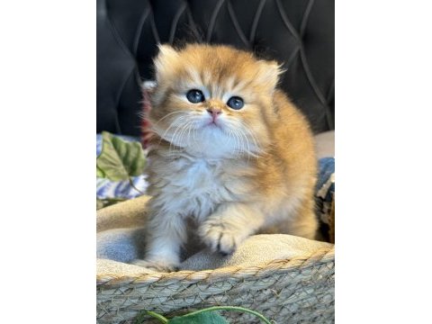 Dünyanın en güzel british longhair kedisi