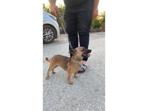 Sosis süs köpeği