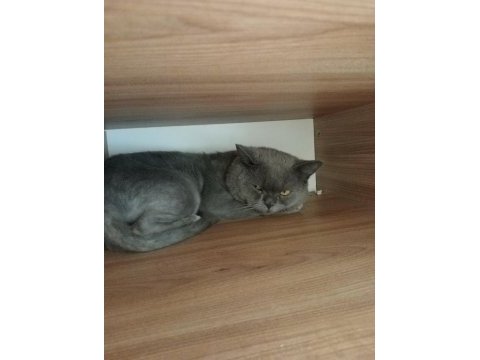 British shorthair kedilerimin hepsini veriyorum