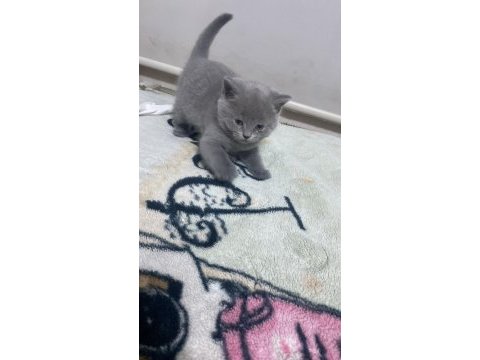 2 aylık orjinal british shorthair yavrularımız